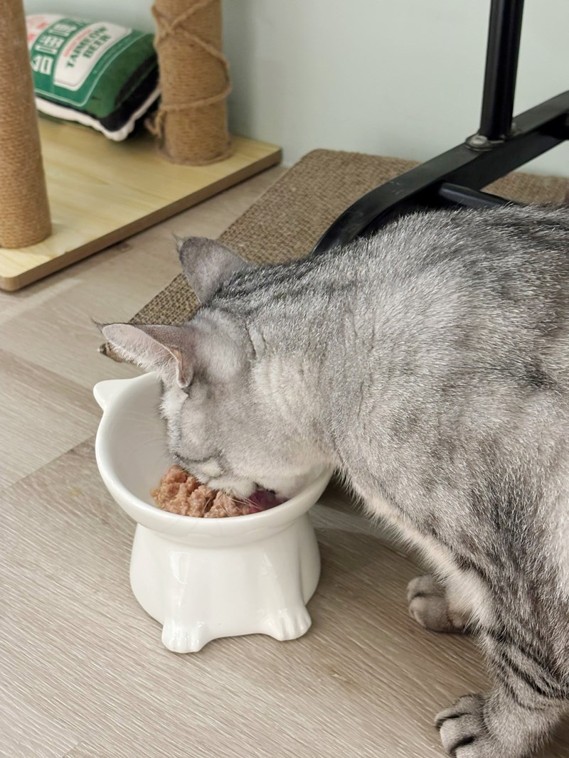 女人知己試用大隊,口碑行銷,部落客行銷,PURRFACT 波菲特貓用主食罐,主食罐,PURRFACT波菲特,貓主食罐,貓罐,PURRFACT波菲特貓用主食罐,魚肉蔓越莓主食罐,鮮嫩雞主食罐,鹿肉雞肉主食罐,牛肉鵪鶉貓主食罐,干貝蠶蛹配方,鱷魚肉白木耳配方,雞肉魚肉配方,安心鶉配方,評價,體驗,適口性佳,心得,成貓適用,高齡貓適用,質地是慕絲狀